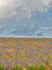 France, Provence, Sault, Hillsides of wildflowers Art Print